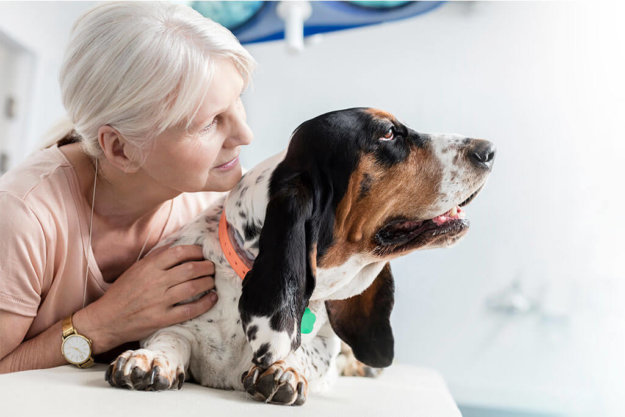 the benefits of owning a pet for aging adults the benefits of owning a pet for aging adults