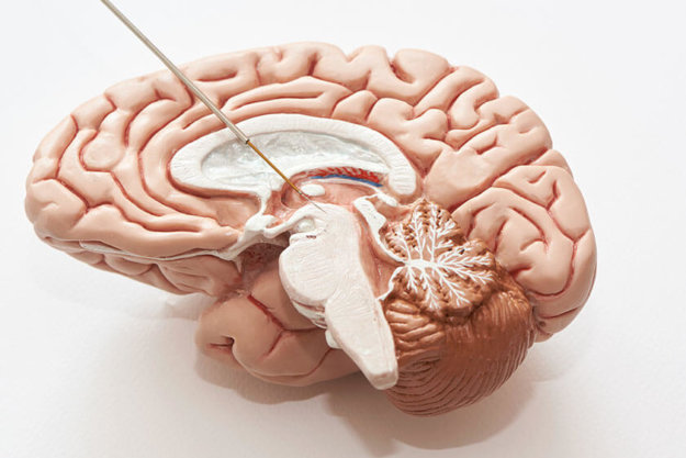 is there a connection between alzheimers disease and parkinsons disease