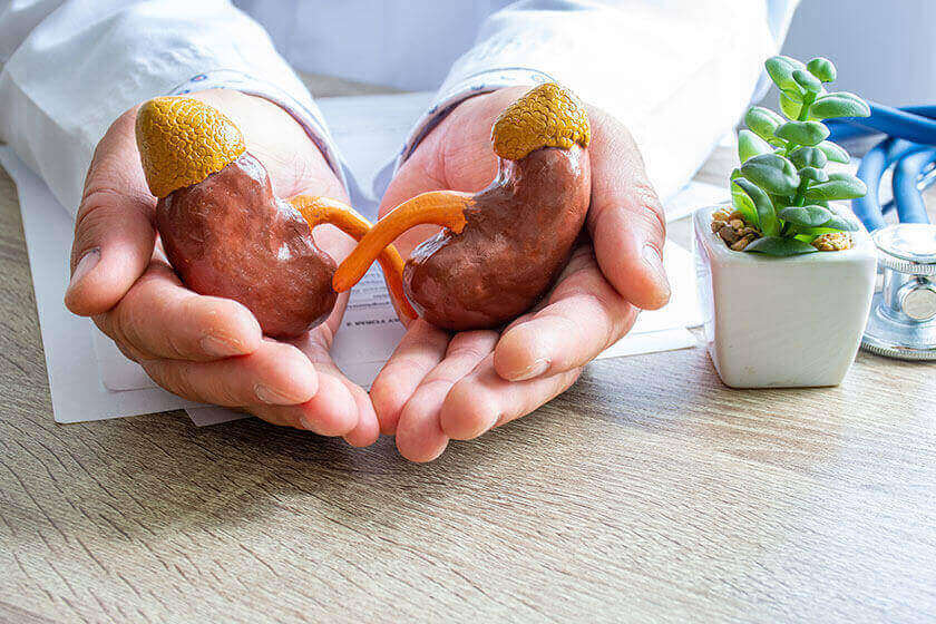 how to improve kidney function in your elderly loved one how to improve kidney function in your elderly loved one