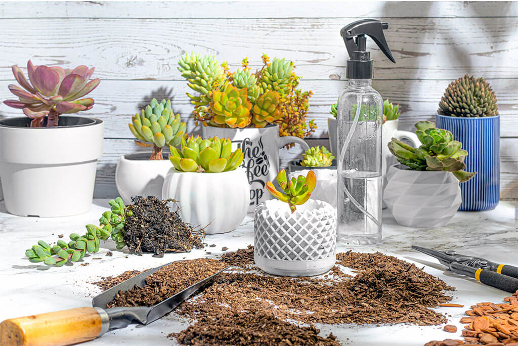 why u should consider indoor gardening