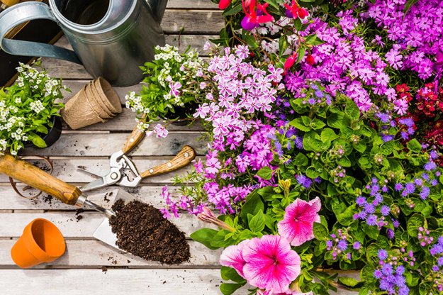essential guide to spring gardening