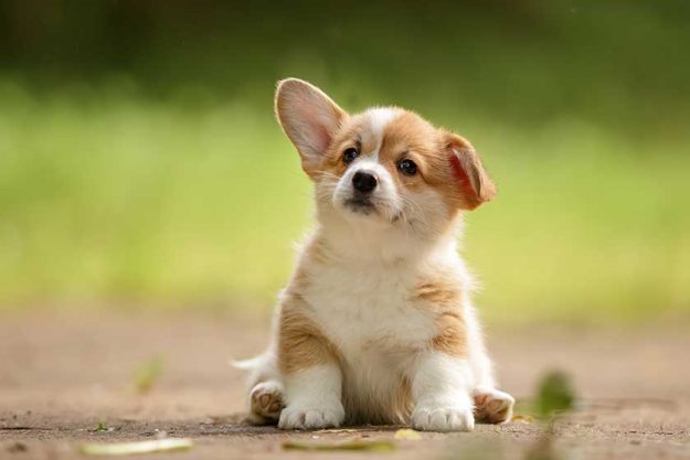 cute welsh corgi puppy sitting outdoor in summer cute welsh corgi puppy sitting outdoor in summer