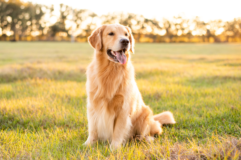 4 Health Benefits Of Pet Friendly Assisted Living In Gastonia NC