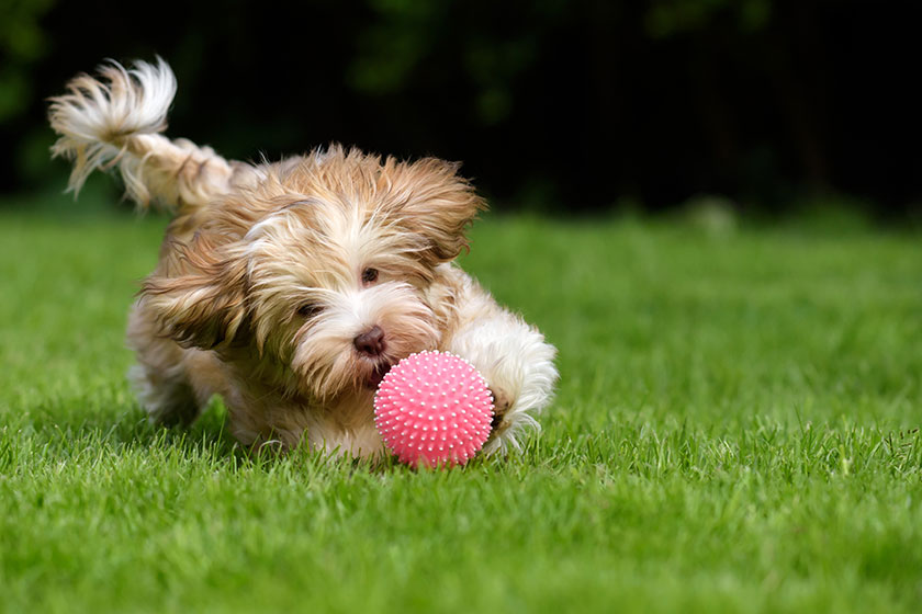 What You Should Know About The Pet Friendly Memory Care In Troutman NC