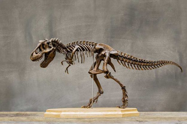 fossil skeleton of dinosaur king tyrannosaurus rex t rex on wooden base fossil skeleton of dinosaur king tyrannosaurus rex t rex on wooden base