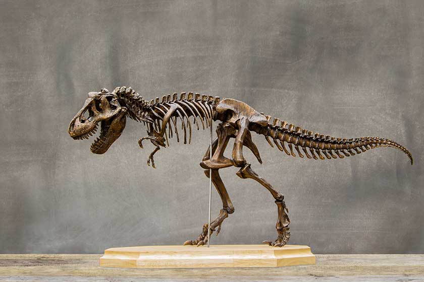 fossil skeleton of dinosaur king tyrannosaurus rex t rex on wooden base