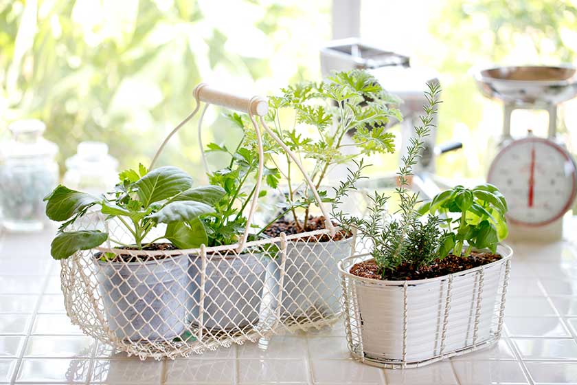 low-effort-plants-for-indoor-garden-in-lawrence-ga-assisted-living