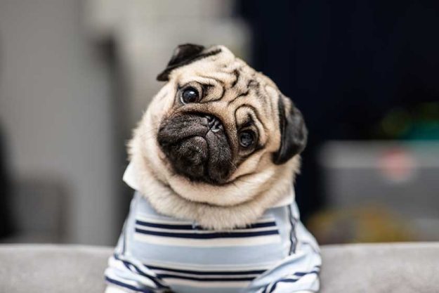 cute dog pug breed cute dog pug breed