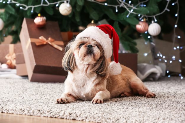 pet therapy in alzheimers care in vinton va an overview