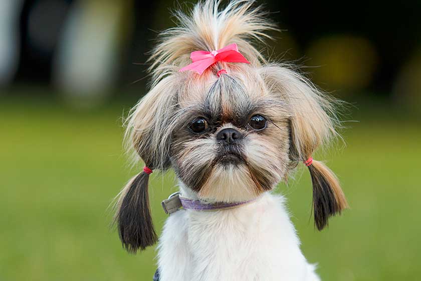 shih tzu dog autumn walk shih tzu dog autumn walk