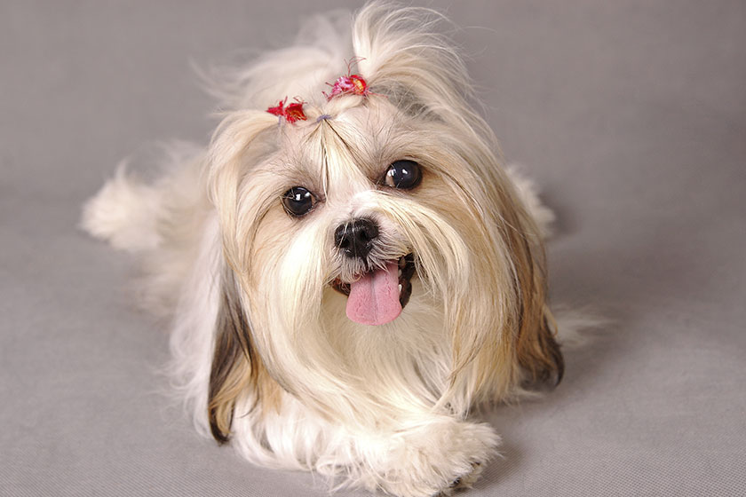 shih tzu red ribbons sitting