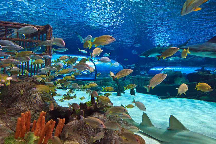 aquarium fish aquarium fish