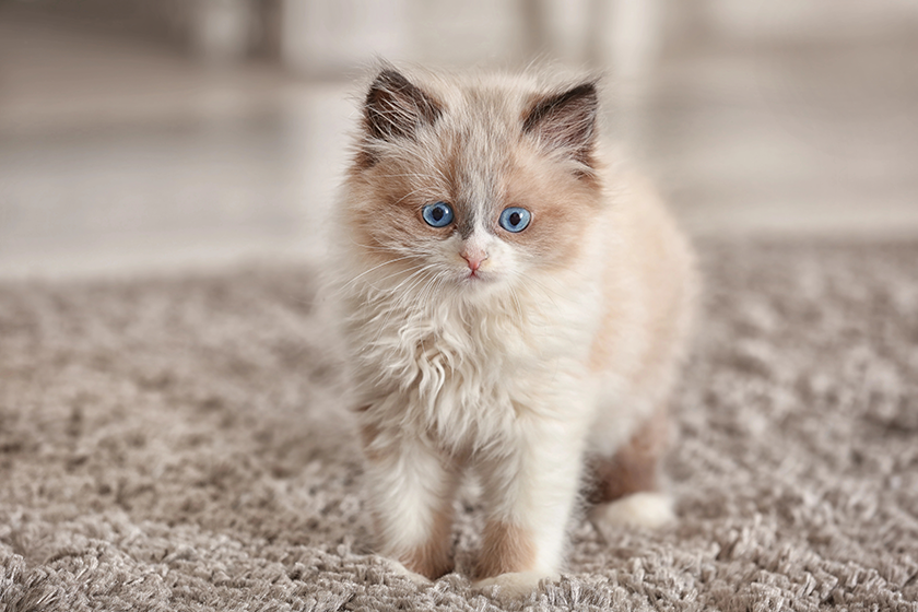 cute kitten at home cute kitten at home