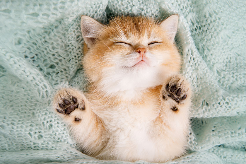 how to find pet friendly senior housing in monroe ga img