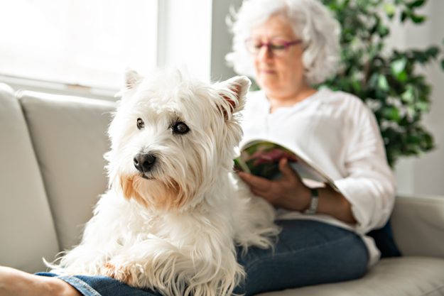 the therapy pet on couch
