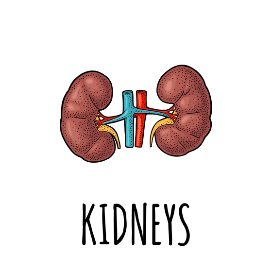 the importance of regular kidney monitoring to maintain the health of older adults