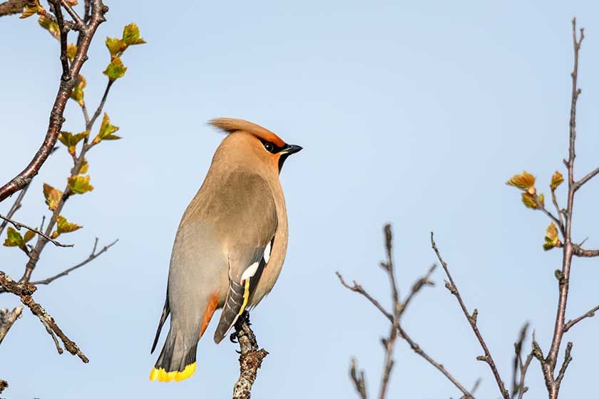 bohemian waxwing bombycilla garrulus bird mohawk bohemian waxwing bombycilla garrulus bird mohawk