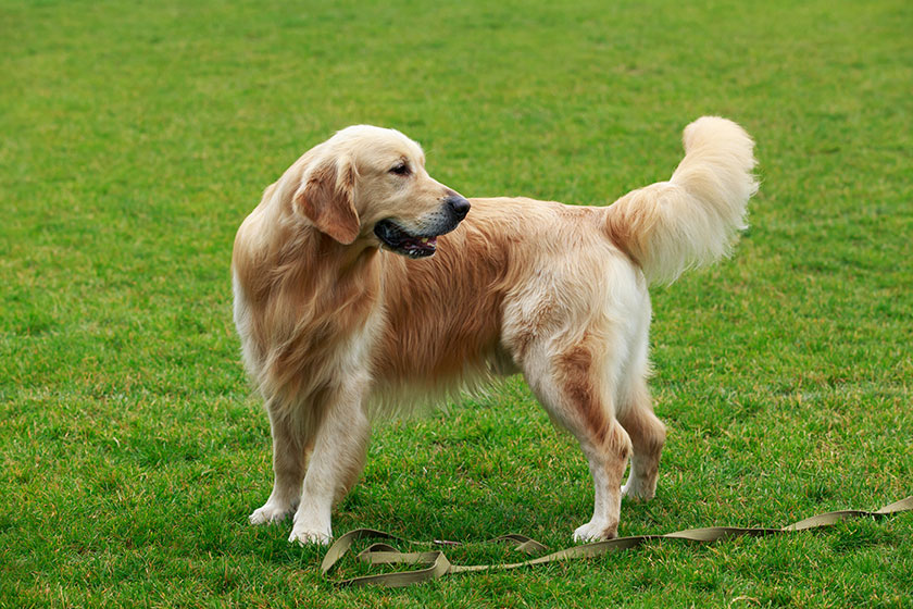 dog breed golden retriever
