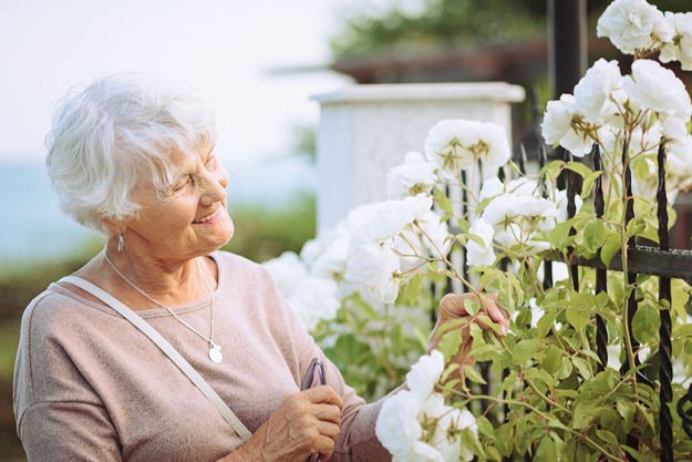 elderly woman admiring beautiful bushes white roses senior lady walk
