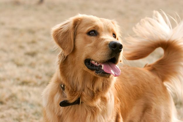 golden retriever dog