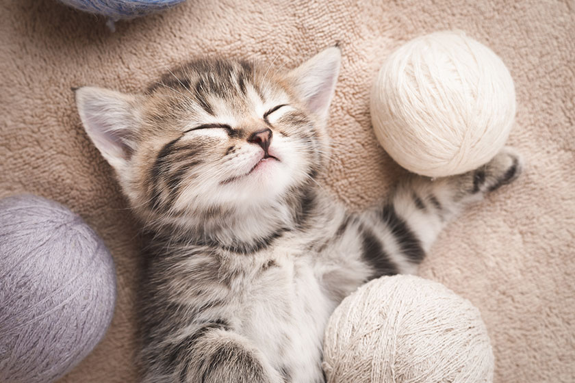 how caring for pets can help dementia patients in memory care img
