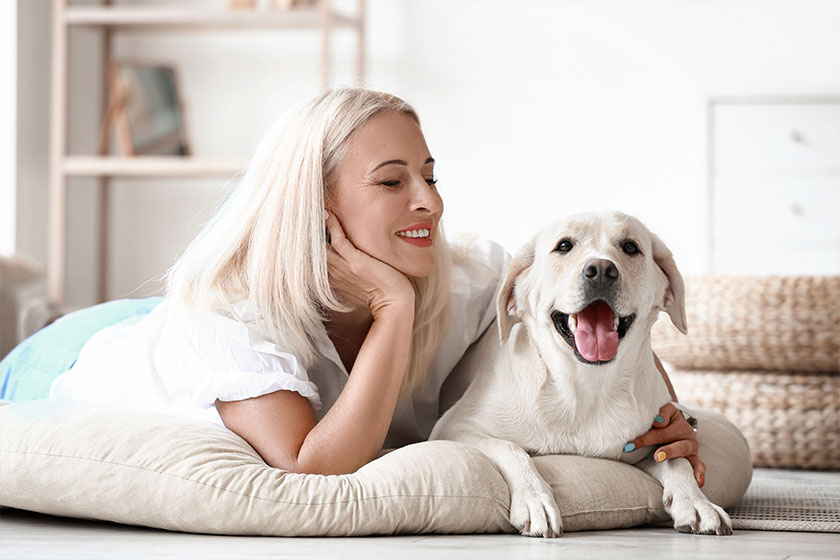 mature woman cute labrador dog lying pet bed home mature woman cute labrador dog lying pet bed home