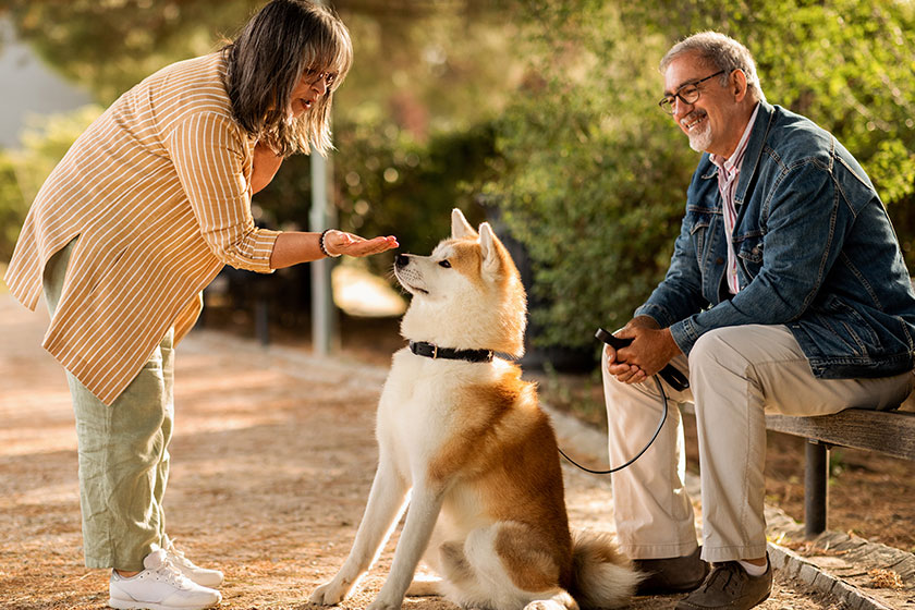 positive senior caucasian wife husband glasses have fun dog sit positive senior caucasian wife husband glasses have fun dog sit