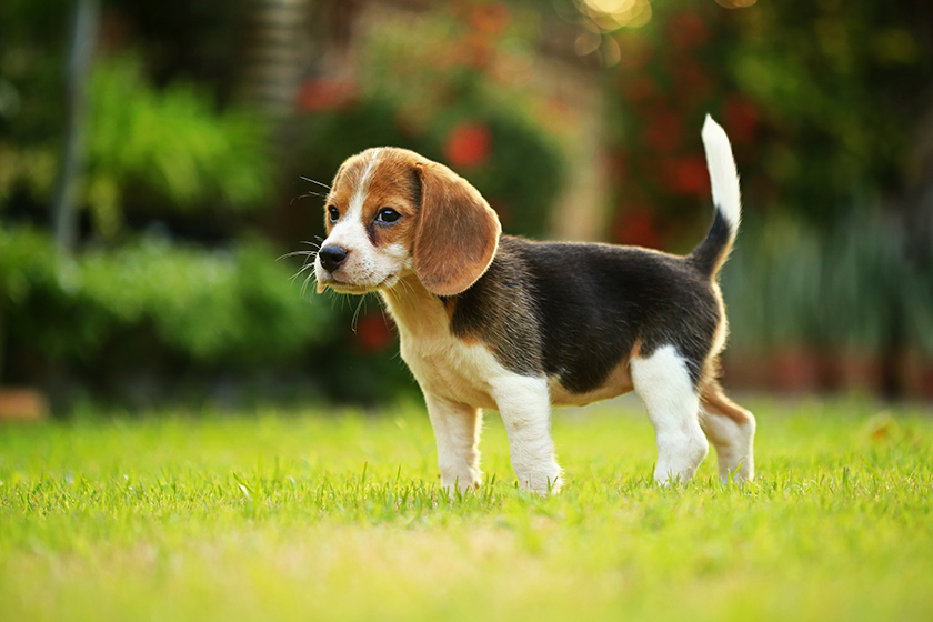 breed of beagle dog on a natural green background