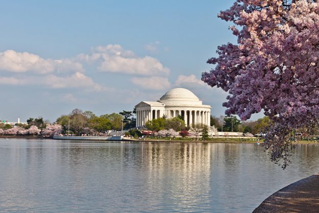 washington dc jefferson memorial with cherry blossoms washington dc jefferson memorial with cherry blossoms