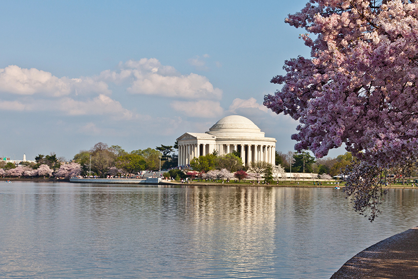 washington dc jefferson memorial with cherry blossoms