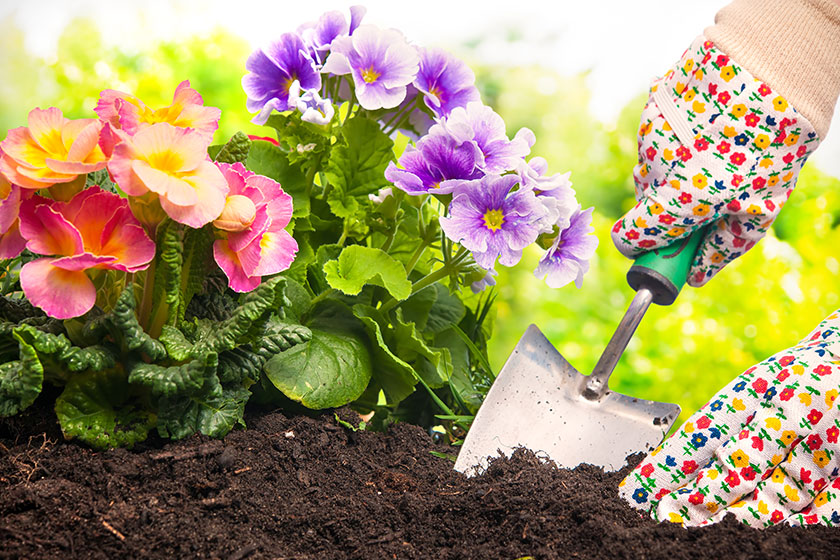 planting flowers in a garden planting flowers in a garden