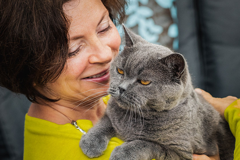 woman yellow clothing holding her lovely senior british shorthair cat