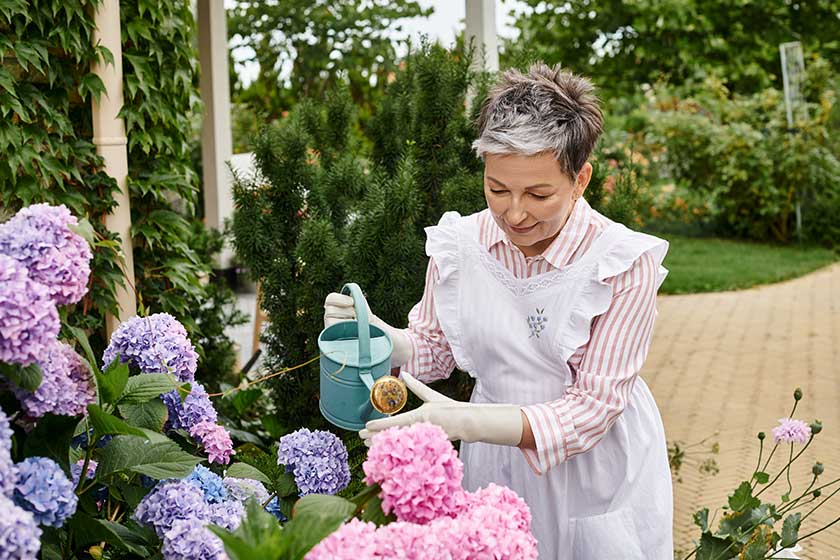 appealing merry mature woman vivid dress watering her vibrant hydrangeas
