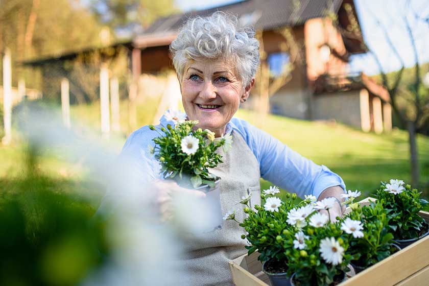 senior woman gardening in summer holding flowering plants senior woman gardening in summer holding flowering plants