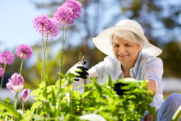 Senior woman with garden pruner and allium flowers Senior woman with garden pruner and allium flowers