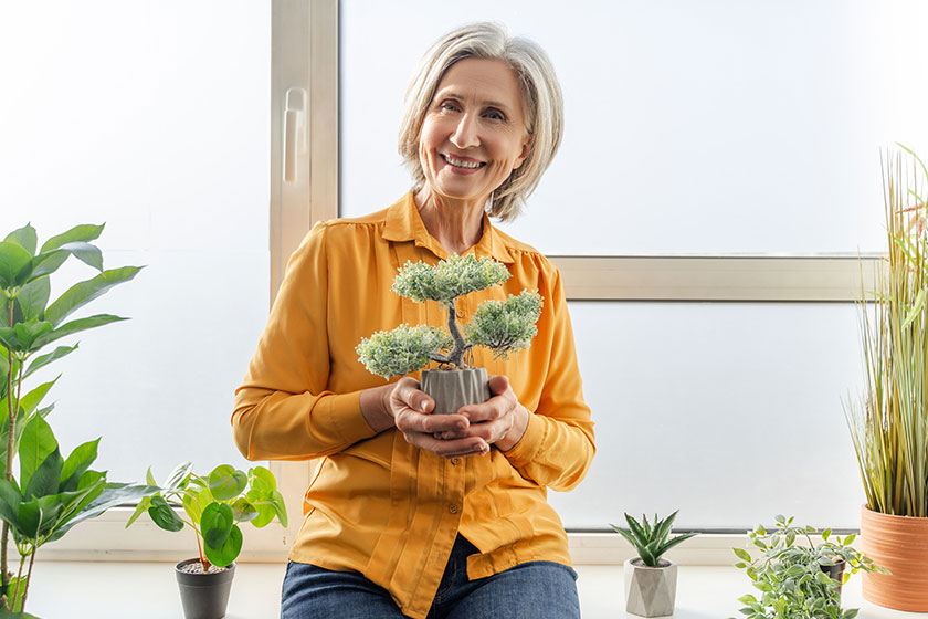 closeup senior woman holding bonsai tree caring home flower pot closeup senior woman holding bonsai tree caring home flower pot