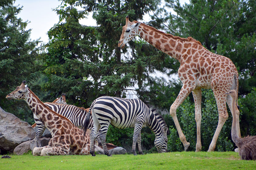 giraffe giraffa camelopardalis african even toed ungulate mammal tallest all