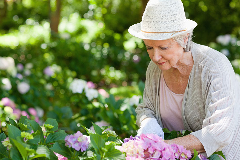 woman looking flowers while pruning woman looking flowers while pruning