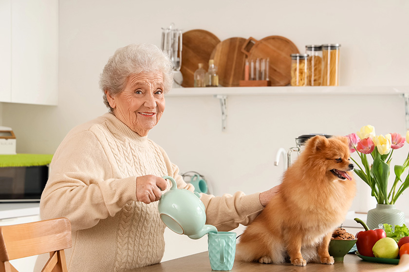 senior woman pomeranian dog pouring tea table kitchen senior woman pomeranian dog pouring tea table kitchen