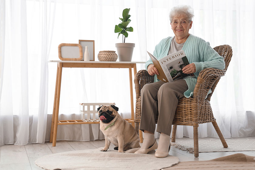 Senior woman pug dog reading magazine armchair home Senior woman pug dog reading magazine armchair home