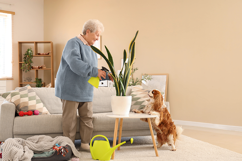 senior woman watering houseplant cute cavalier king senior woman watering houseplant cute cavalier king