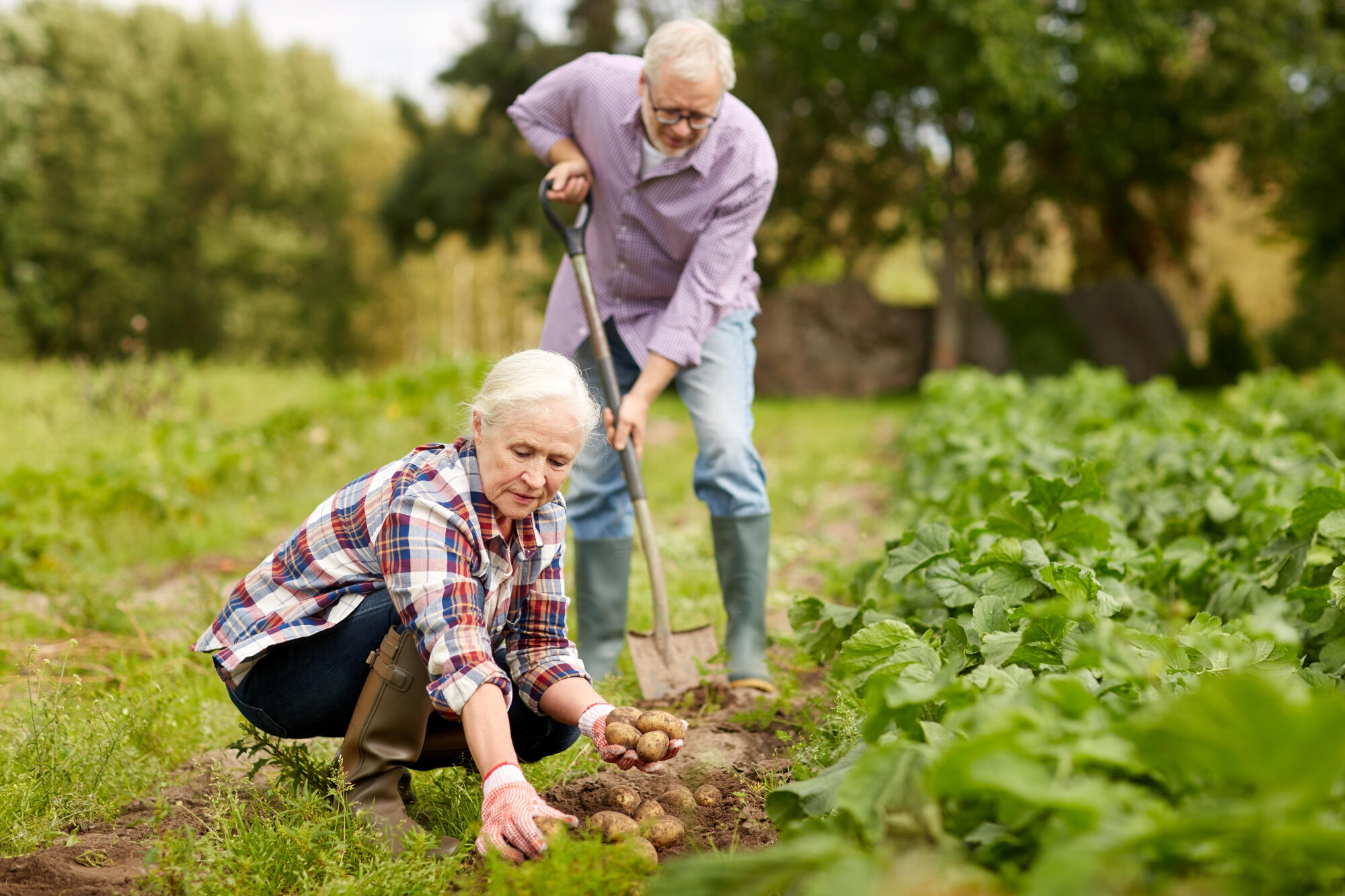 Farming,,Gardening,,Agriculture,And,People,Concept, ,Senior,Couple,Planting