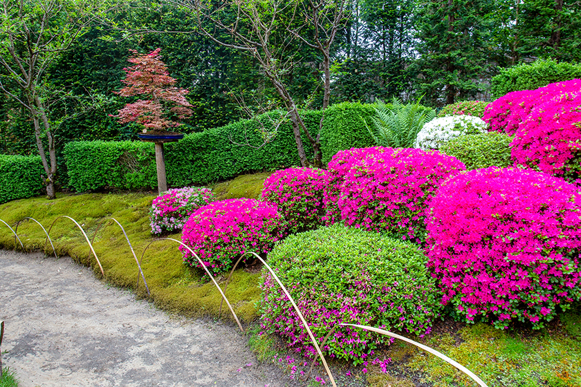 amazing blossoming rhododendrons footpath