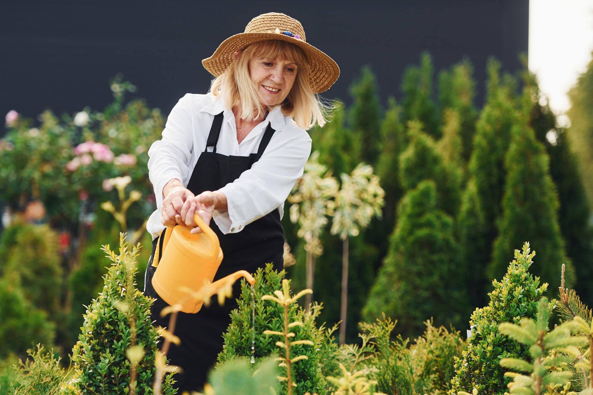 Using yellow colored watering can. Senior woman is in the garden at daytime. Conception of plants and seasons