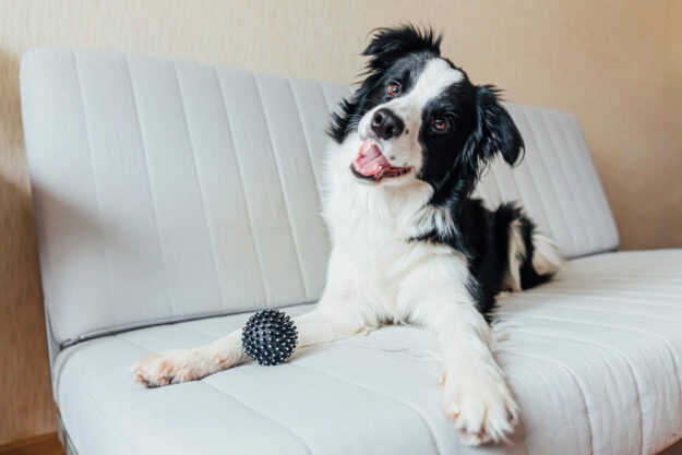 Funny portrait of cute smiling puppy dog border collie playing with toy ball on couch indoors. New lovely member of family little dog at home gazing and waiting. Pet care and animals concept.