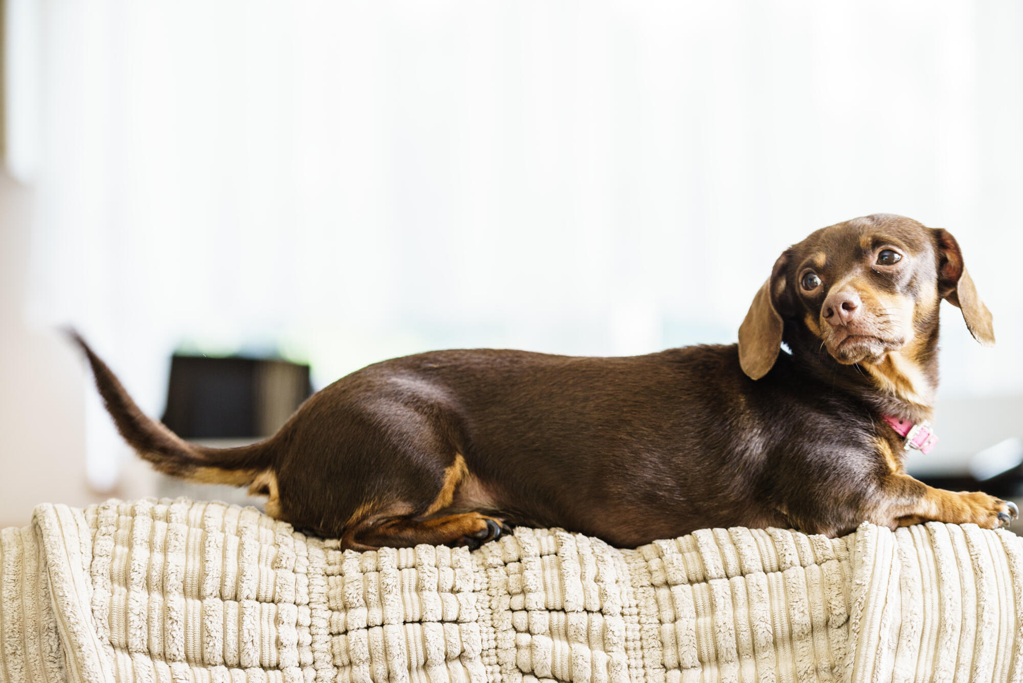 Little,Dachshund,Purebreed,Long,Bodied,Short,Legged,Small,Dog,Sitting Little,Dachshund,Purebreed,Long,Bodied,Short,Legged,Small,Dog,Sitting