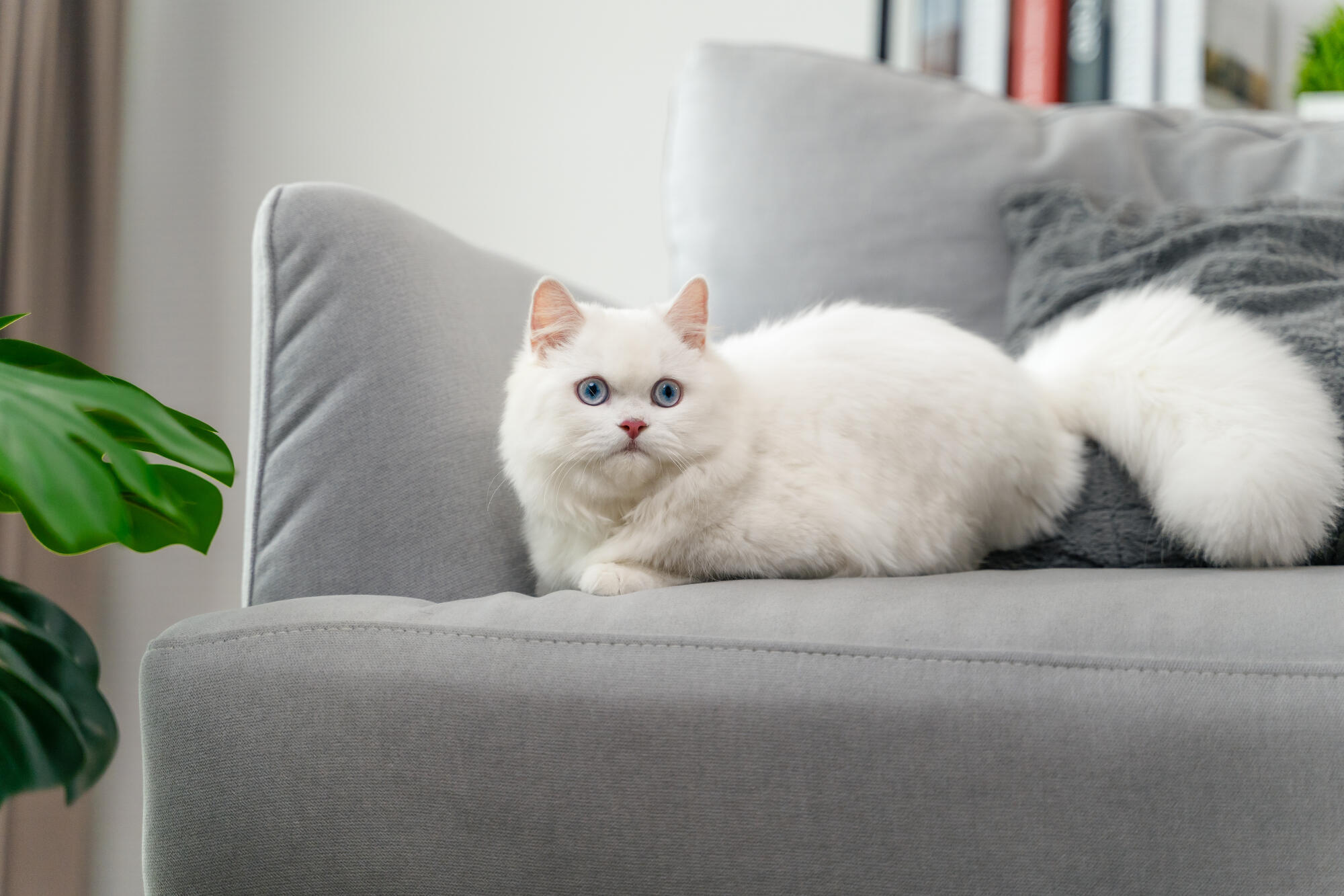 The adorable white Persian cat is in the living room at home. Pe The adorable white Persian cat is in the living room at home. Pe