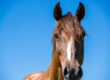 Portrait of an adult brown horse on a blue sky background