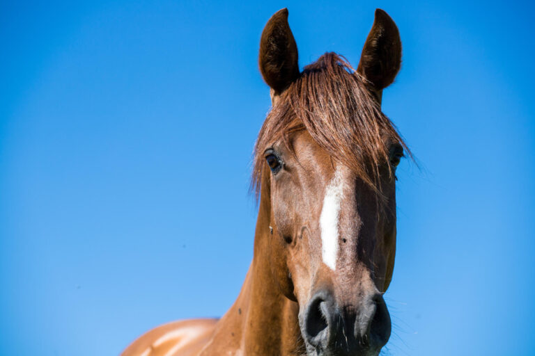 Portrait of an adult brown horse on a blue sky background Portrait of an adult brown horse on a blue sky background