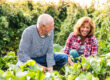 Senior,Couple,Gardening,In,The,Backyard,Garden.